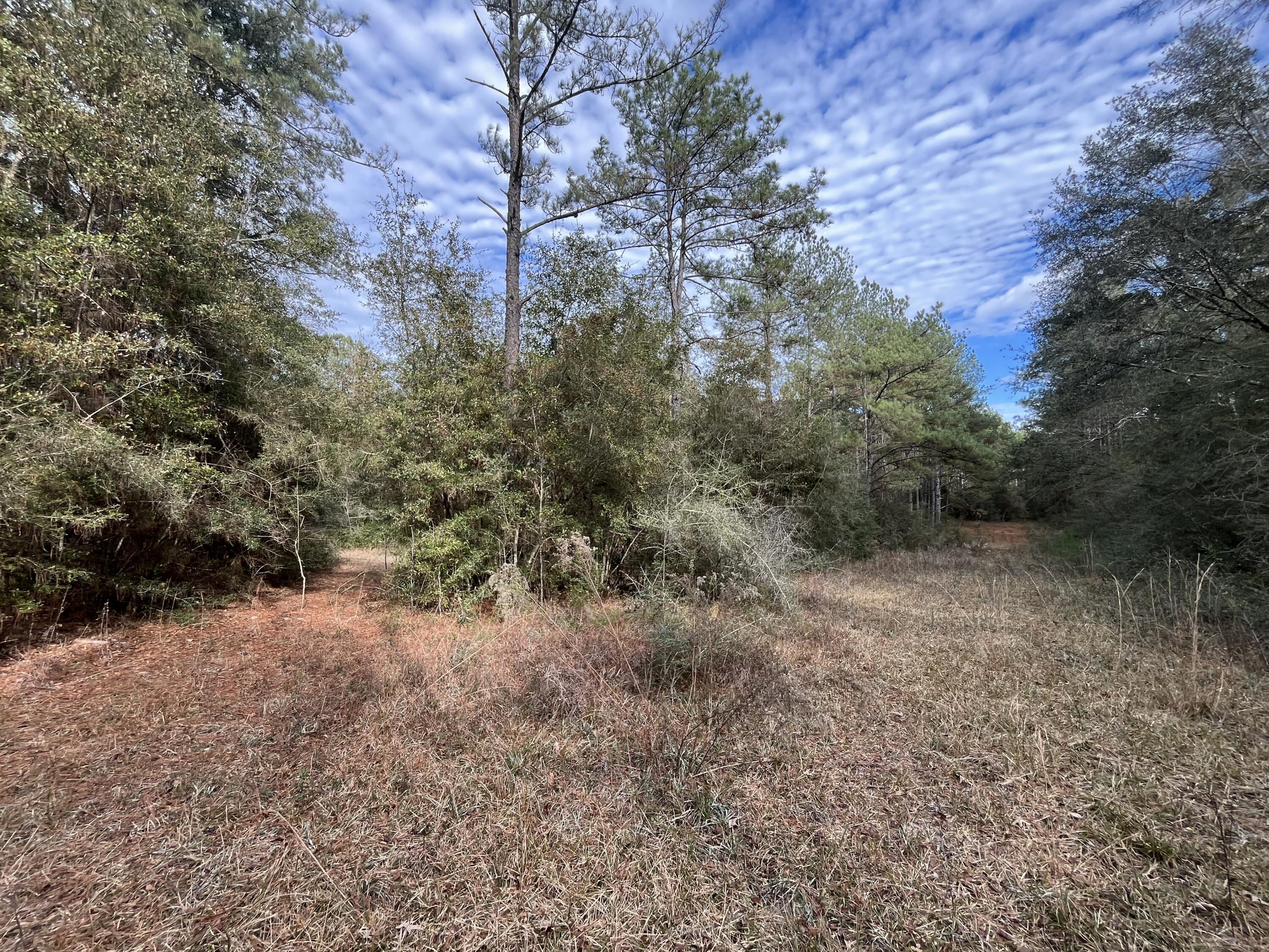3878A River Road Vernon, FL 32462 - Photo 12 of 25 a view of a forest with trees in the background