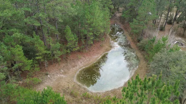 a view of a forest with a tree