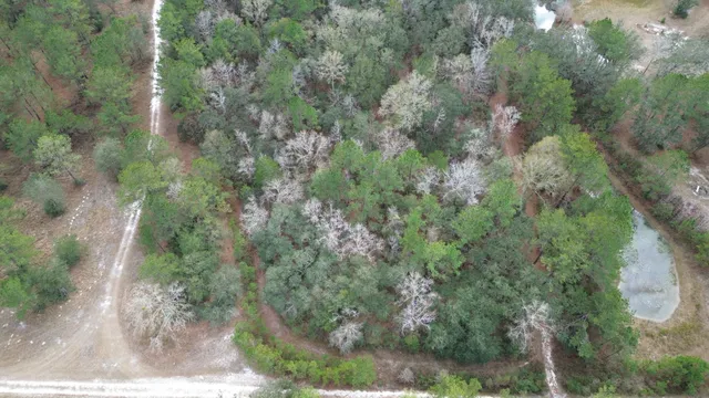 a view of a forest with lots of trees