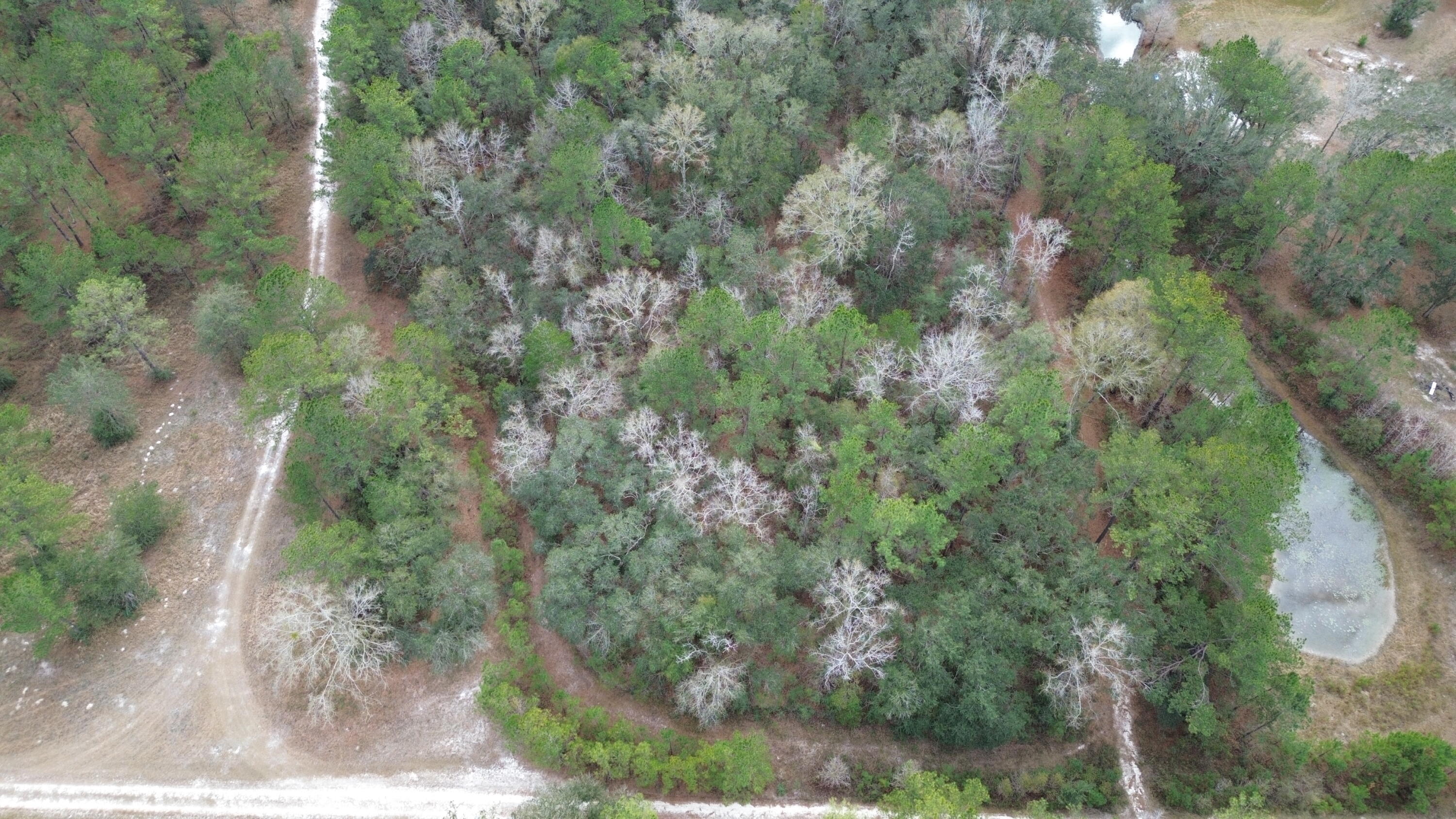 3878A River Road Vernon, FL 32462 - Photo 14 of 25 a view of a forest with lush green forest