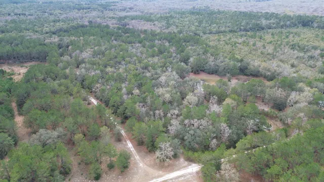 a view of a forest with trees in the background