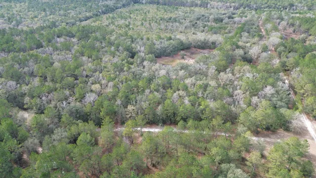 a view of a forest with trees in the background