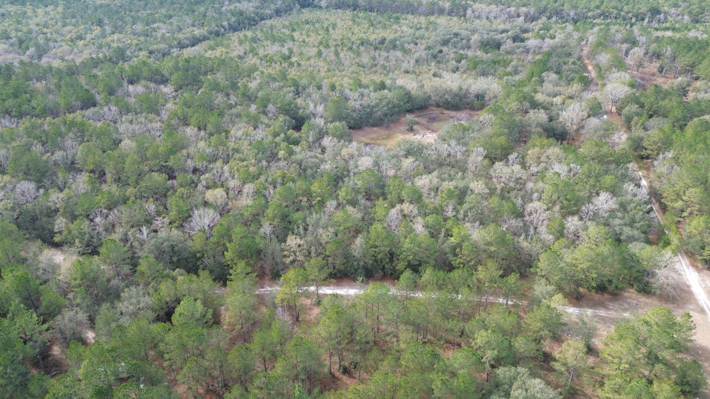 3878A River Road Vernon, FL 32462 - Photo 16 of 25 a view of a forest with lots of trees