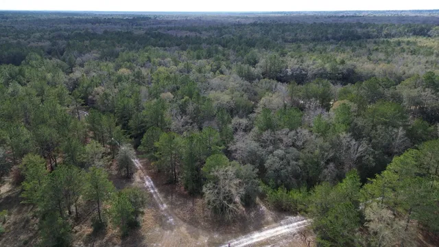a close up of a plant in a forest