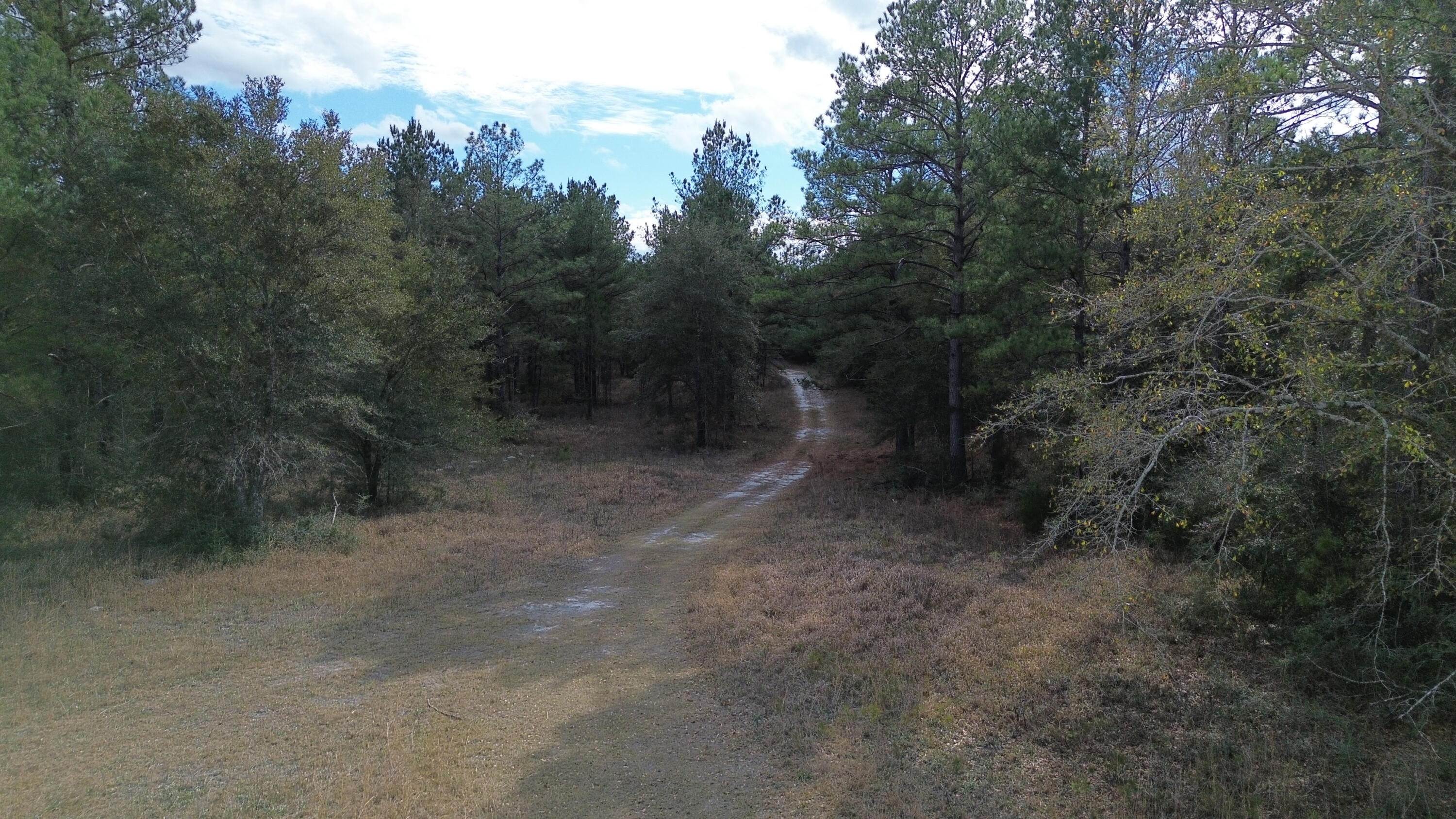 3878A River Road Vernon, FL 32462 - Photo 18 of 25 a view of a forest with trees in the background