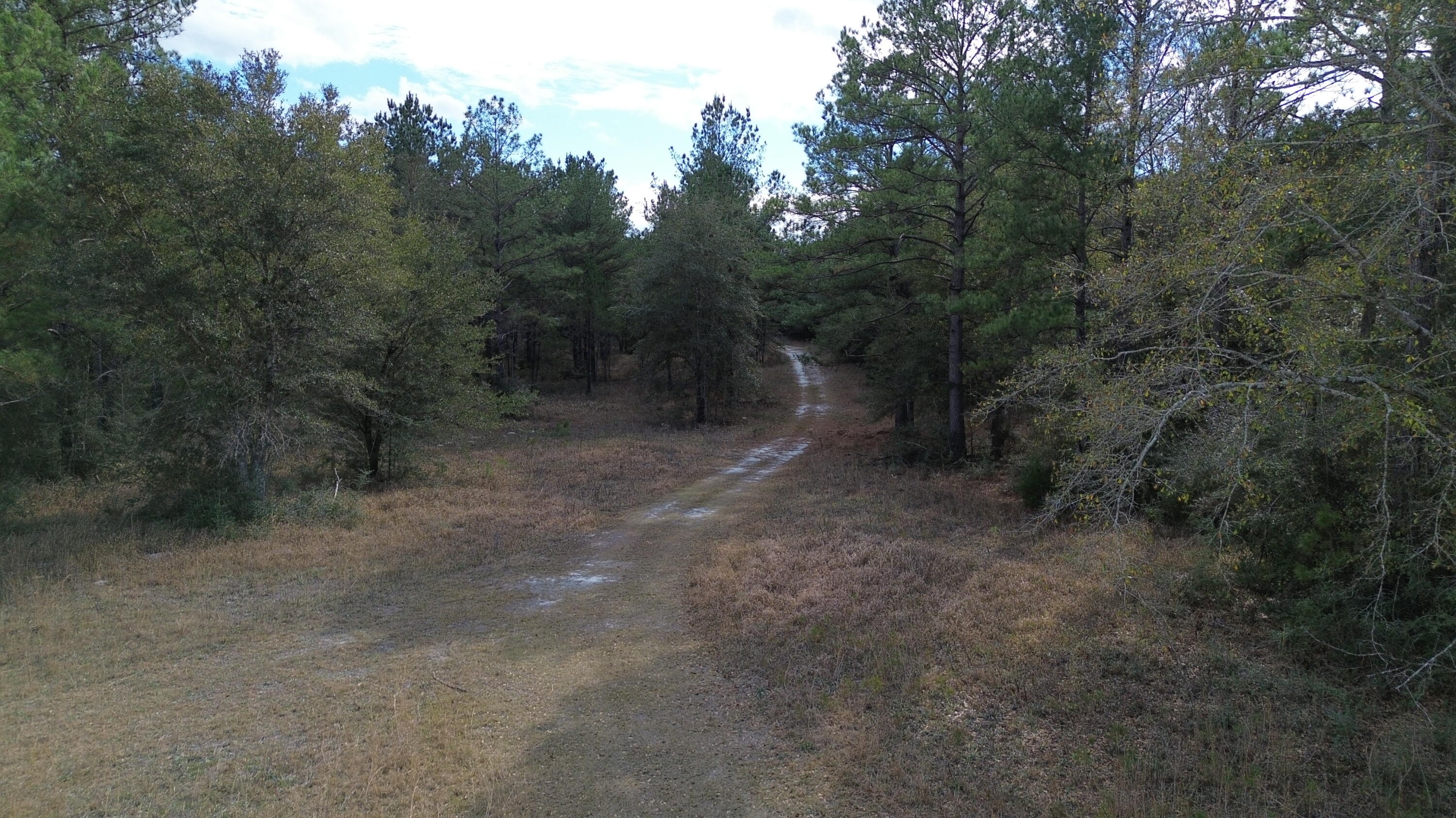 3878A River Road Vernon, FL 32462 - Photo 19 of 25 a view of a forest with trees in the background