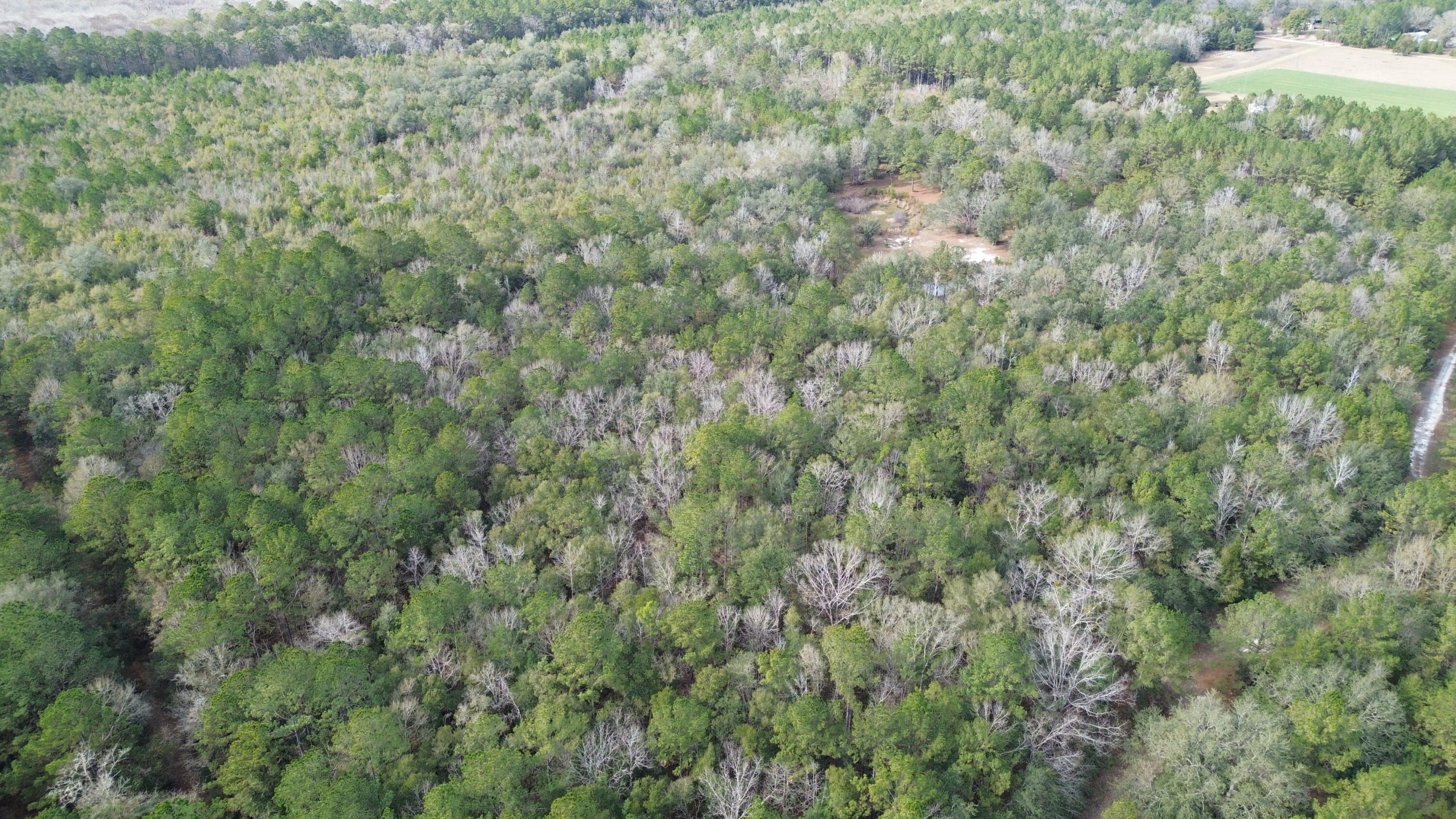 3878A River Road Vernon, FL 32462 - Photo 21 of 25 a view of a field of grass and trees