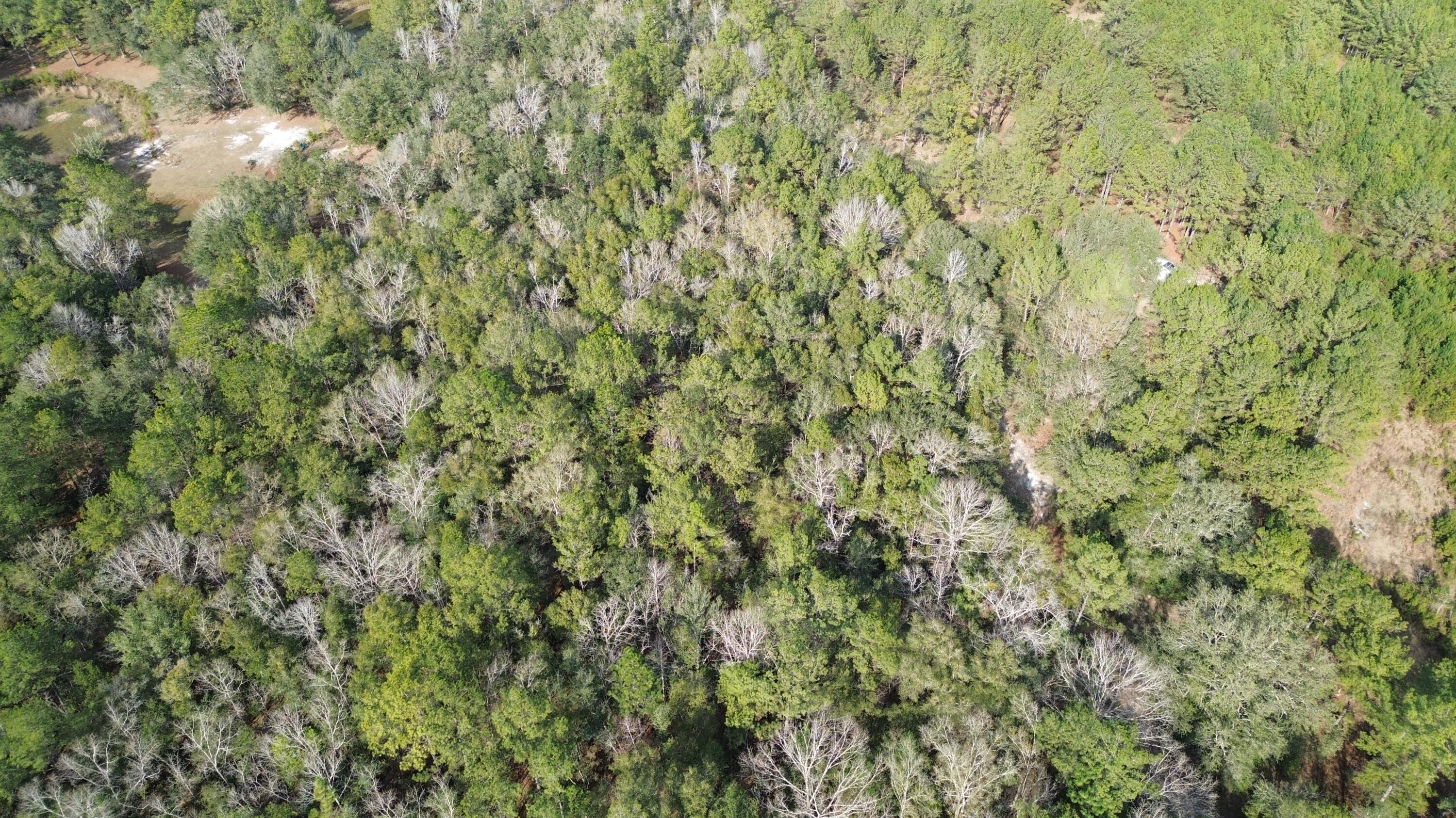 3878A River Road Vernon, FL 32462 - Photo 22 of 25 a close up of a plant in a forest