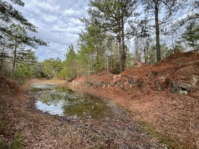 a view of a forest filled with trees
