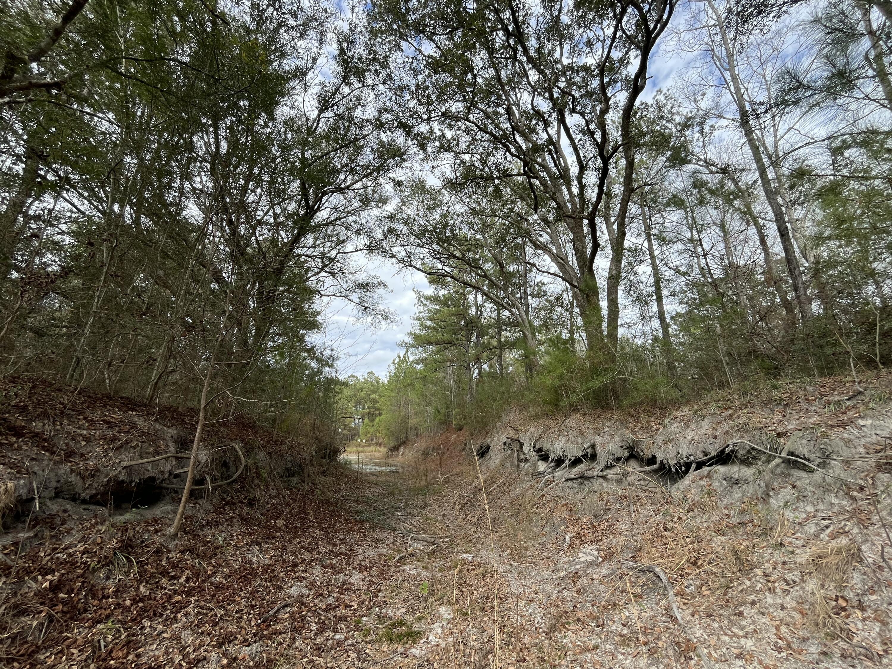 3878A River Road Vernon, FL 32462 - Photo 4 of 25 a view of a forest filled with trees
