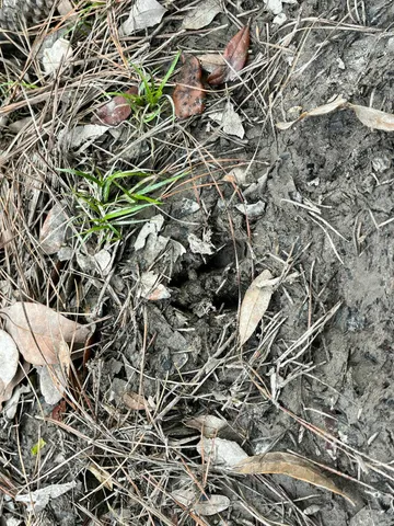 a view of a yard with a trees