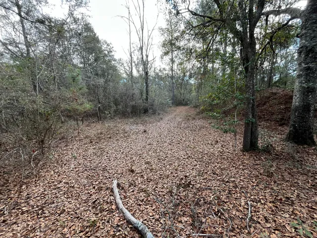 a view of a forest filled with trees