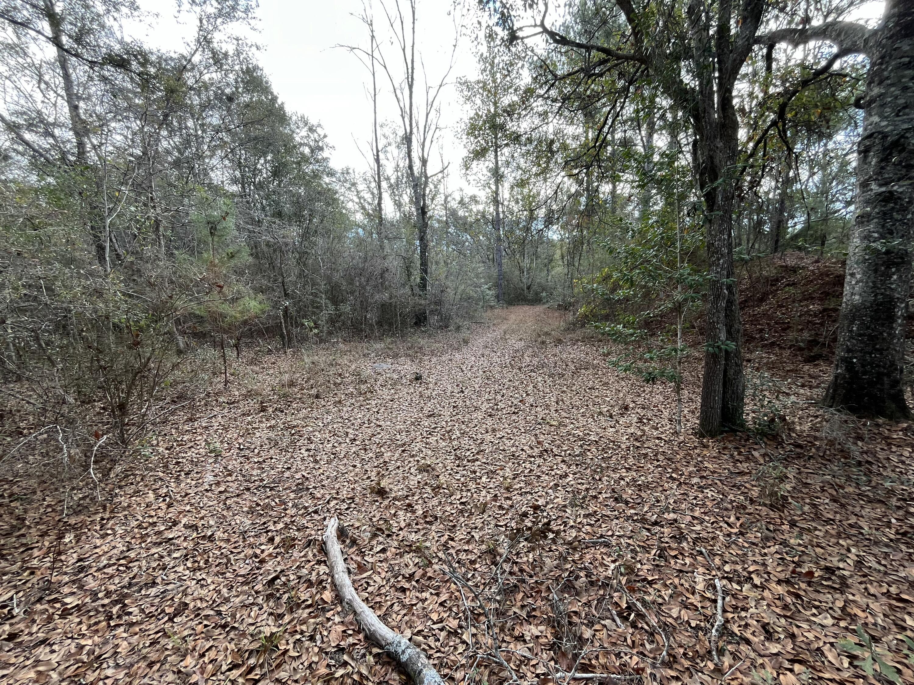 3878A River Road Vernon, FL 32462 - Photo 6 of 25 a view of a yard with a trees