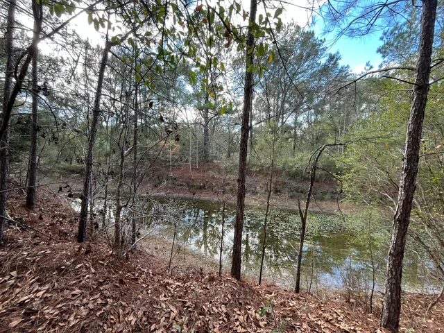 a view of a forest with trees in the background