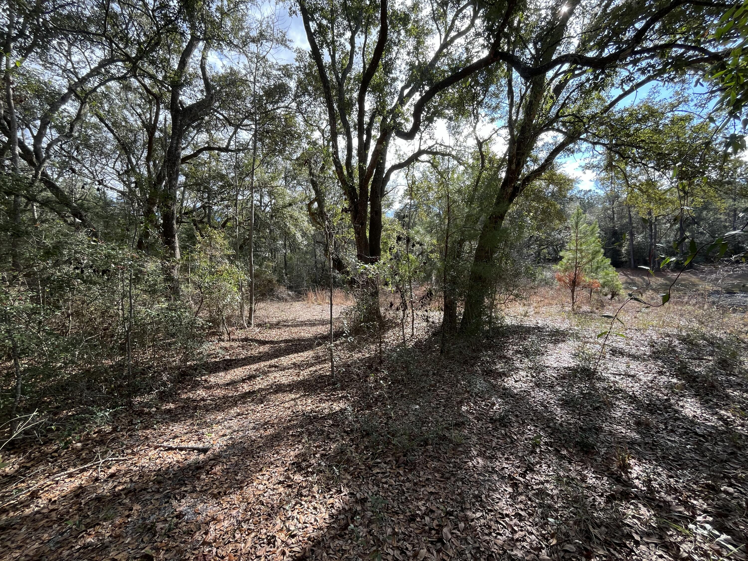 3878A River Road Vernon, FL 32462 - Photo 8 of 25 a view of a forest with trees in the background