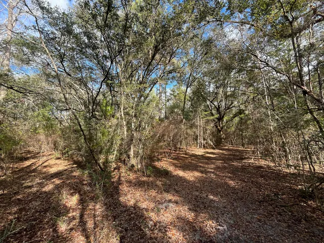 a view of a forest with trees in the background