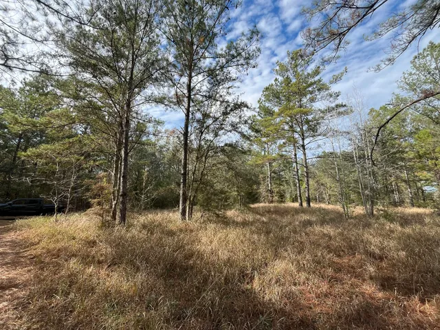 a view of a forest with trees in the background