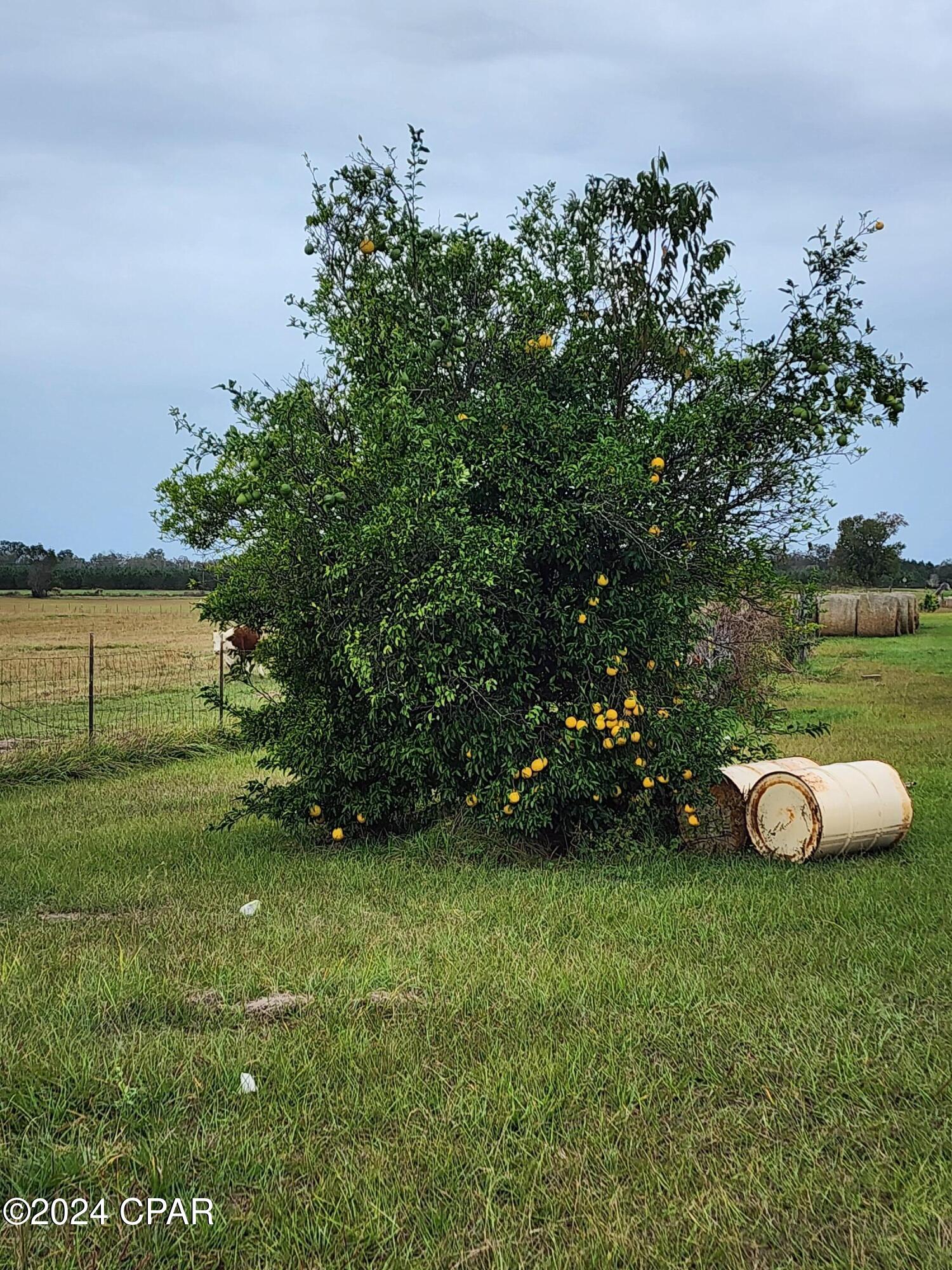 4900 Kings Road Bascom, FL 32423 - Photo 5 of 11