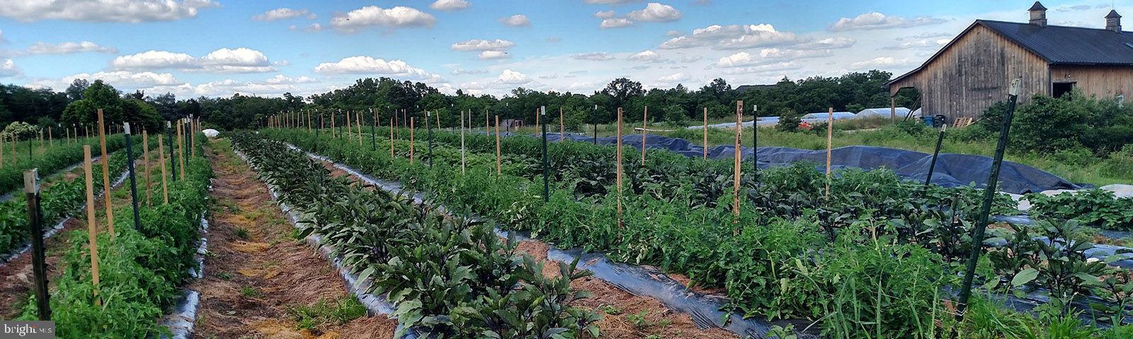 40955 Cutleaf Lane Aldie, VA 20105 - Photo 72 of 78 Community Farm