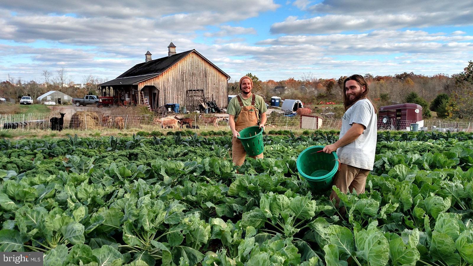 40955 Cutleaf Lane Aldie, VA 20105 - Photo 73 of 78 Community Farm