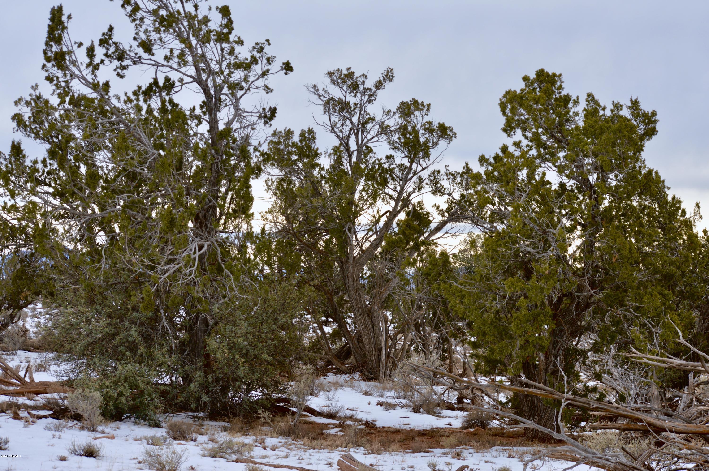 1232 Red Butte Road Williams, AZ 86046 - Photo 4 of 13 Beautifully treed