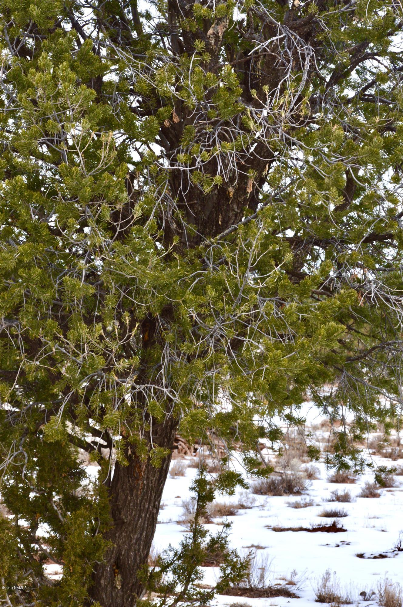 1232 Red Butte Road Williams, AZ 86046 - Photo 10 of 13 fullsizeoutput_27c