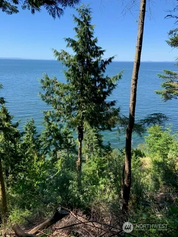 a view of a backyard with plants and large trees