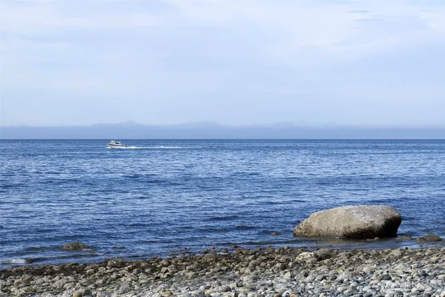 a view of a forest with a forest
