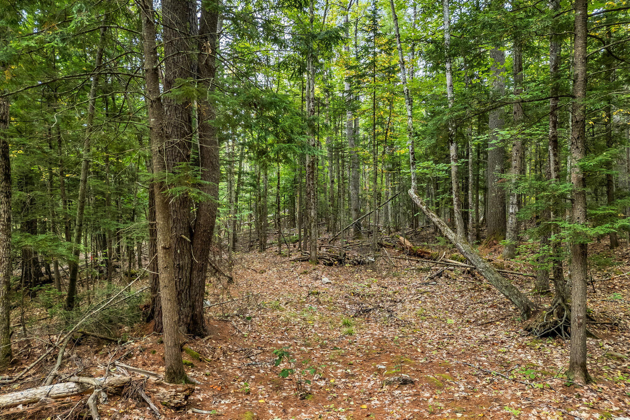 Lot 49 West Burrough Road Bowdoin, ME 04287 - Photo 20 of 22 19-web-or-mls-w-burrough-rd