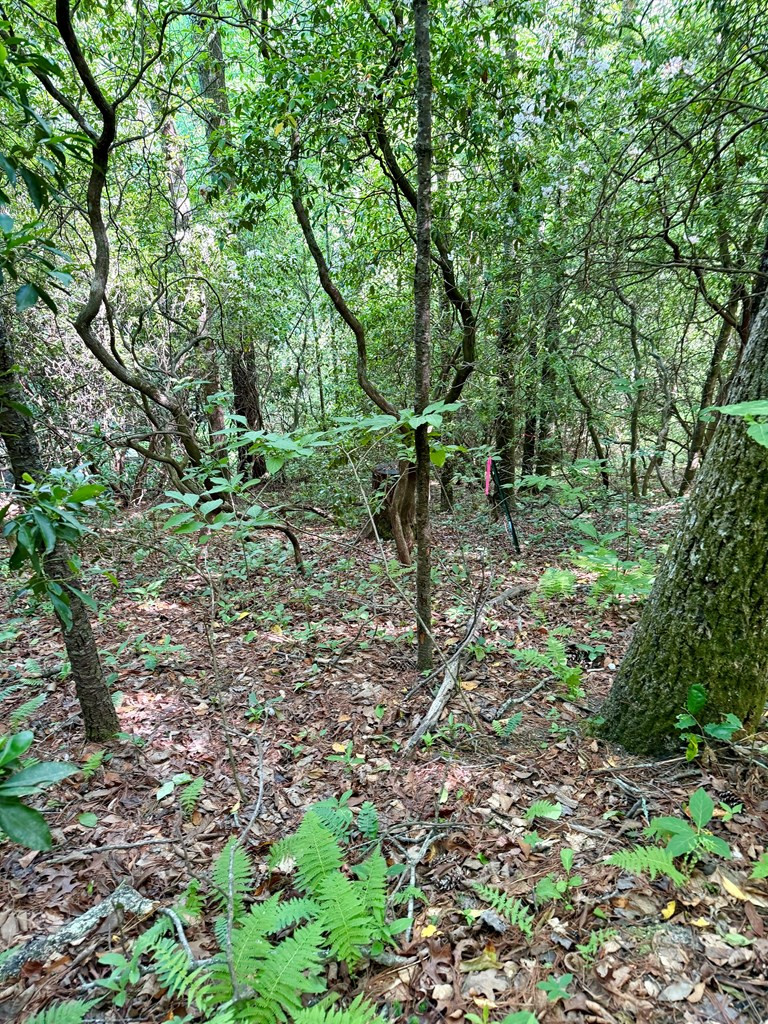 675 Ed Graves Road Murphy, NC 28906 - Photo 10 of 33