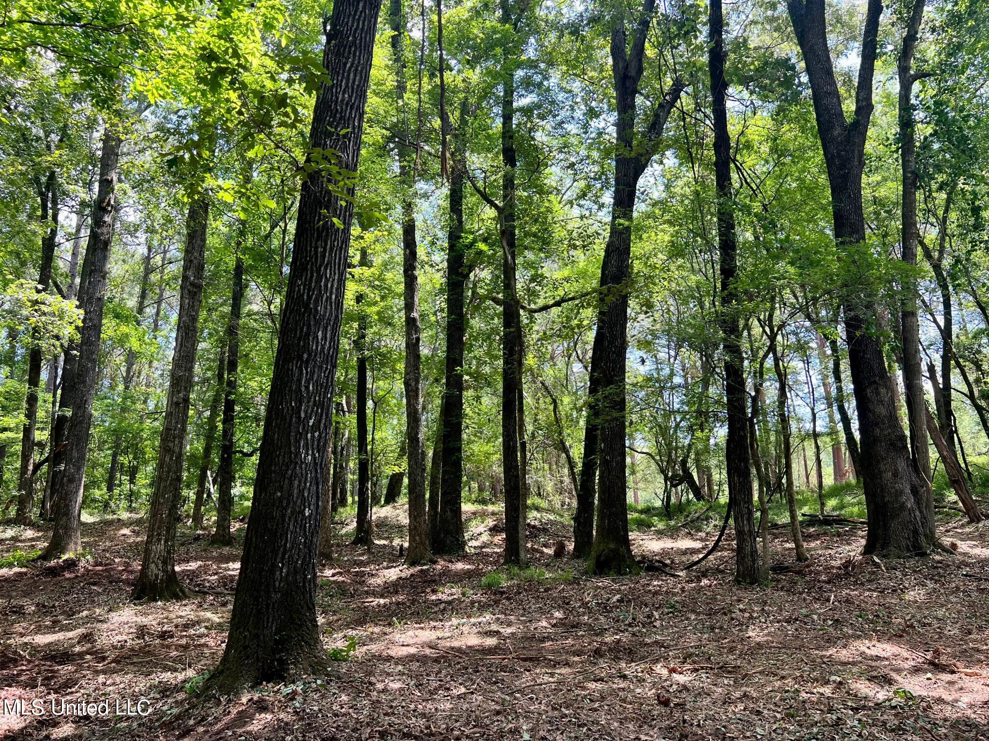 Pearl River Canton, MS 39046 - Photo 11 of 16 north3