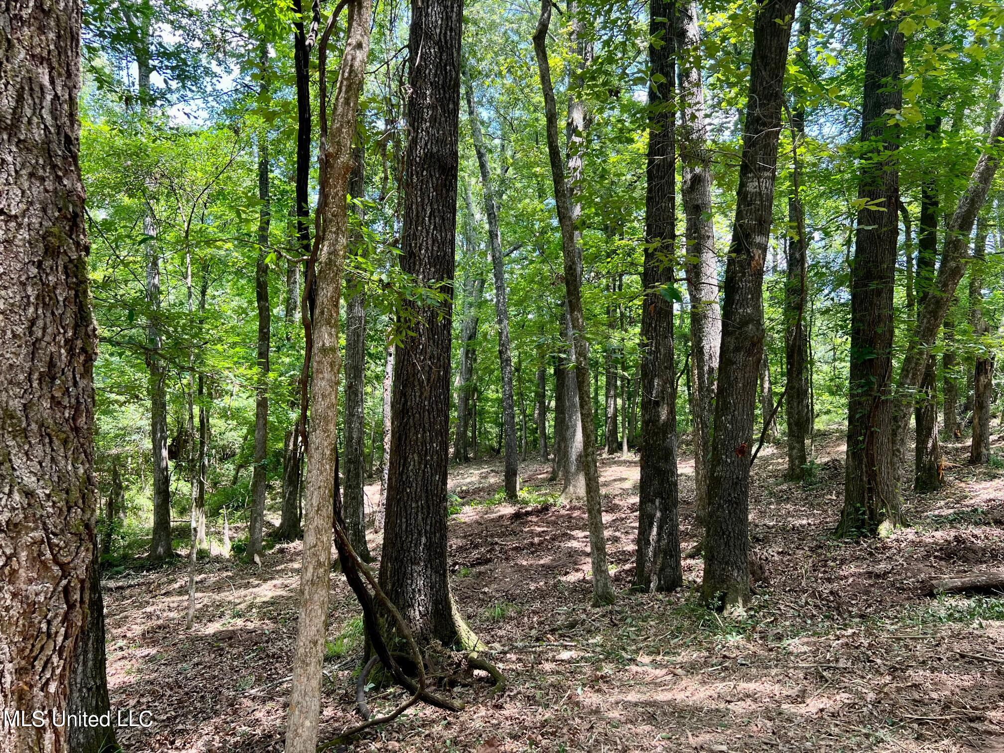 Pearl River Canton, MS 39046 - Photo 12 of 16 north5