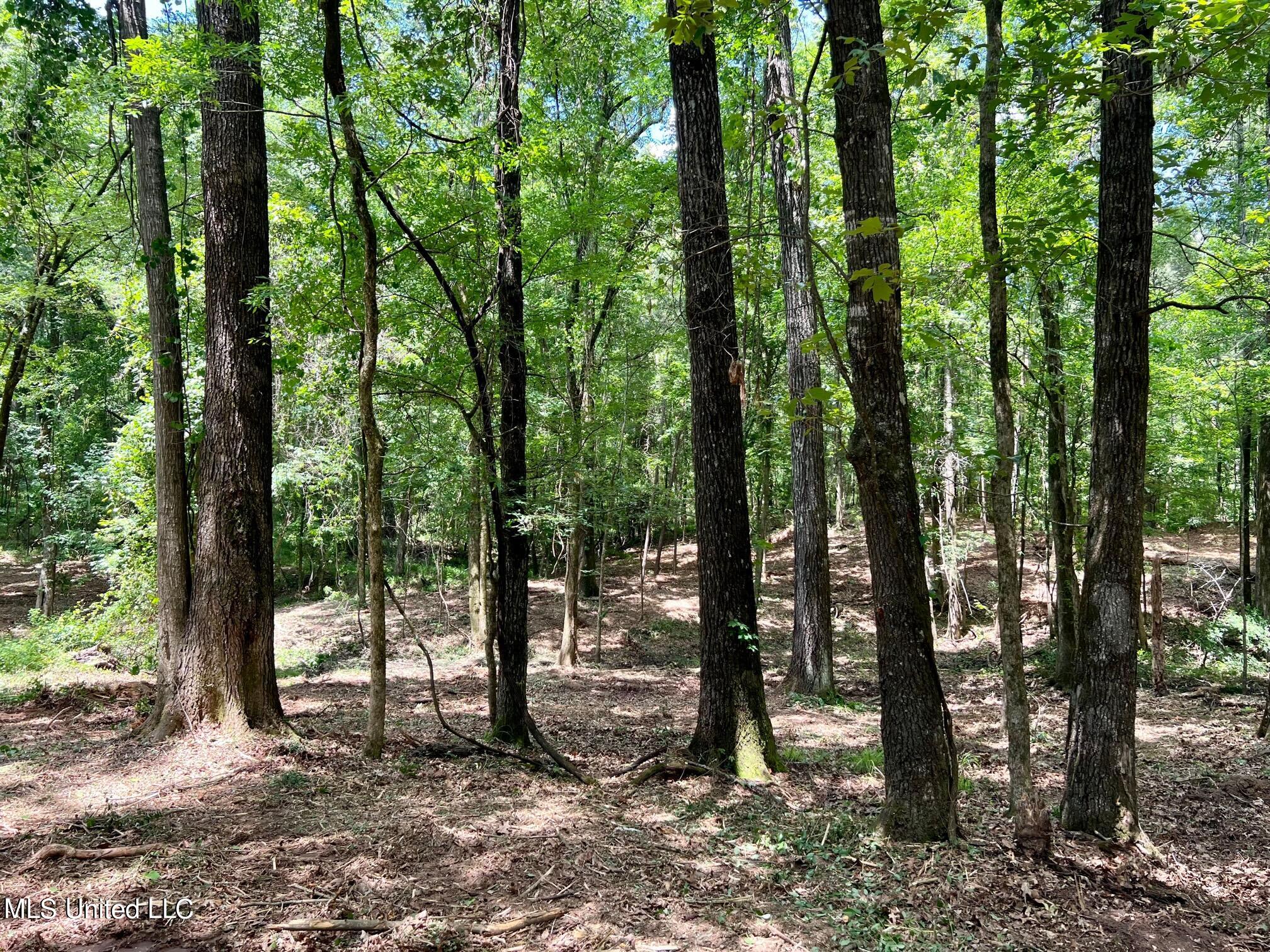 Pearl River Canton, MS 39046 - Photo 13 of 16 north7