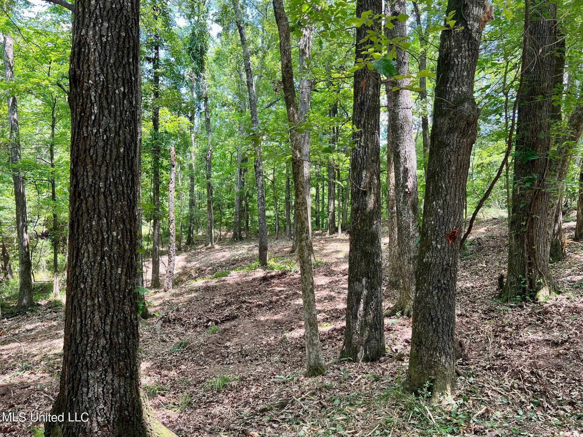 Pearl River Canton, MS 39046 - Photo 2 of 16 north6