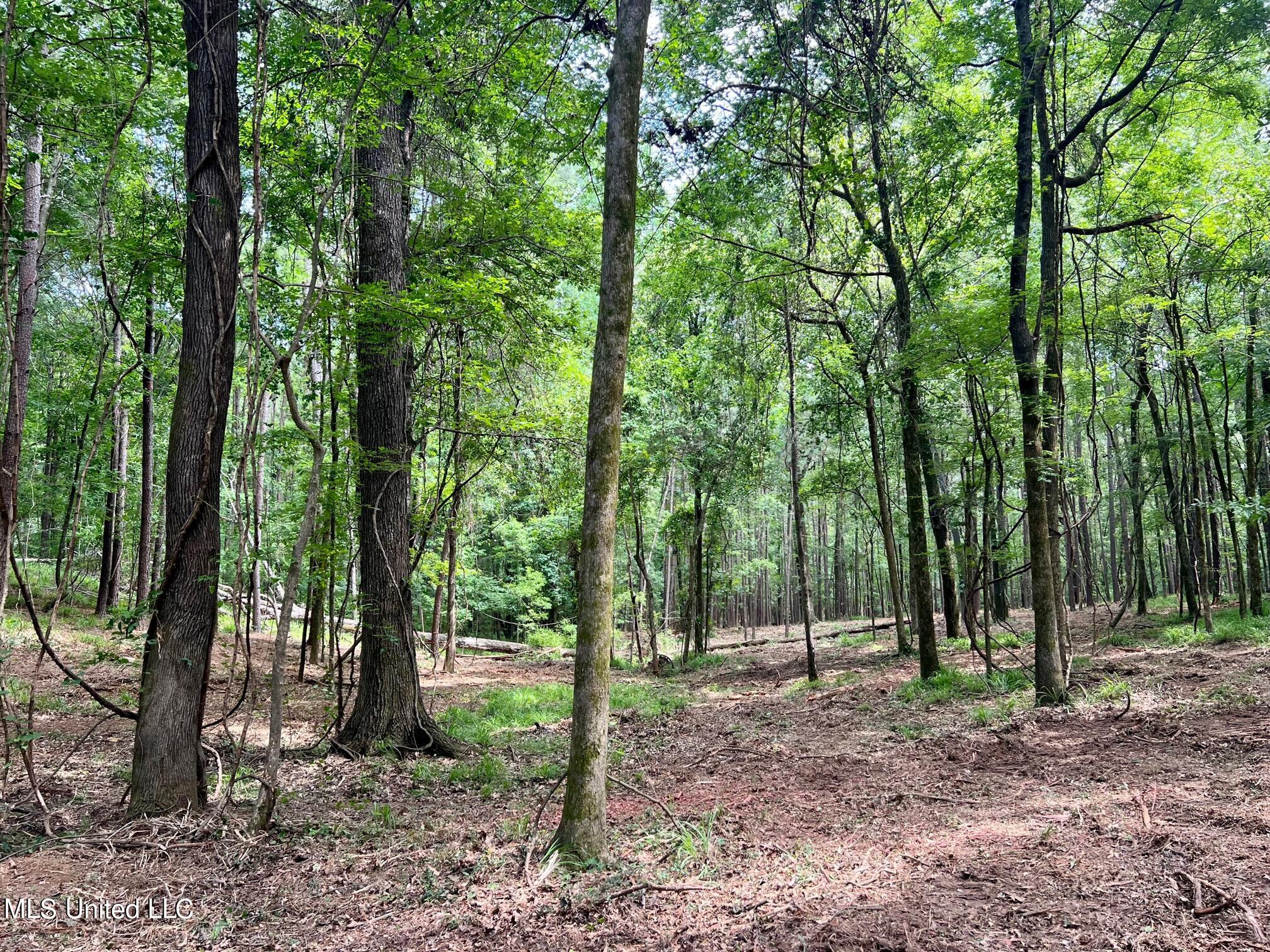 Pearl River Canton, MS 39046 - Photo 6 of 16 IMG_7600