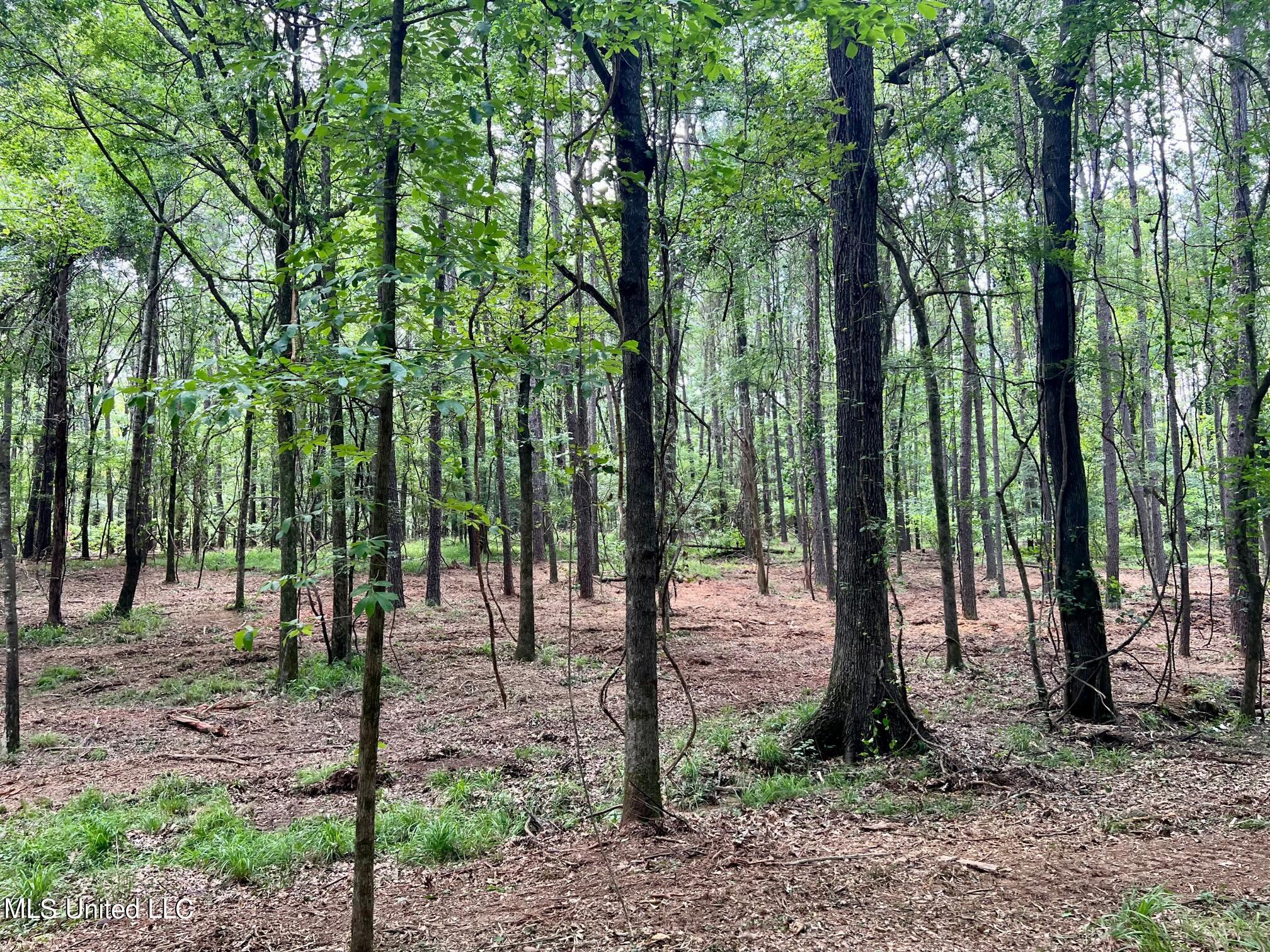 Pearl River Canton, MS 39046 - Photo 7 of 16 IMG_7601