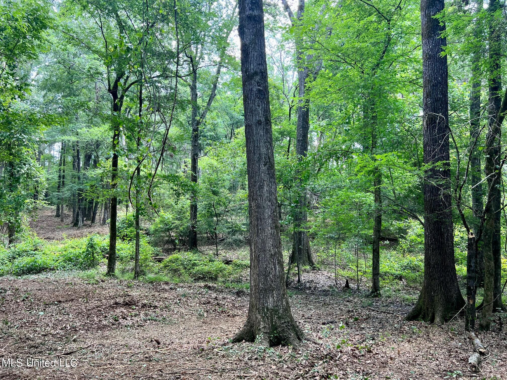 Pearl River Canton, MS 39046 - Photo 9 of 16 north1