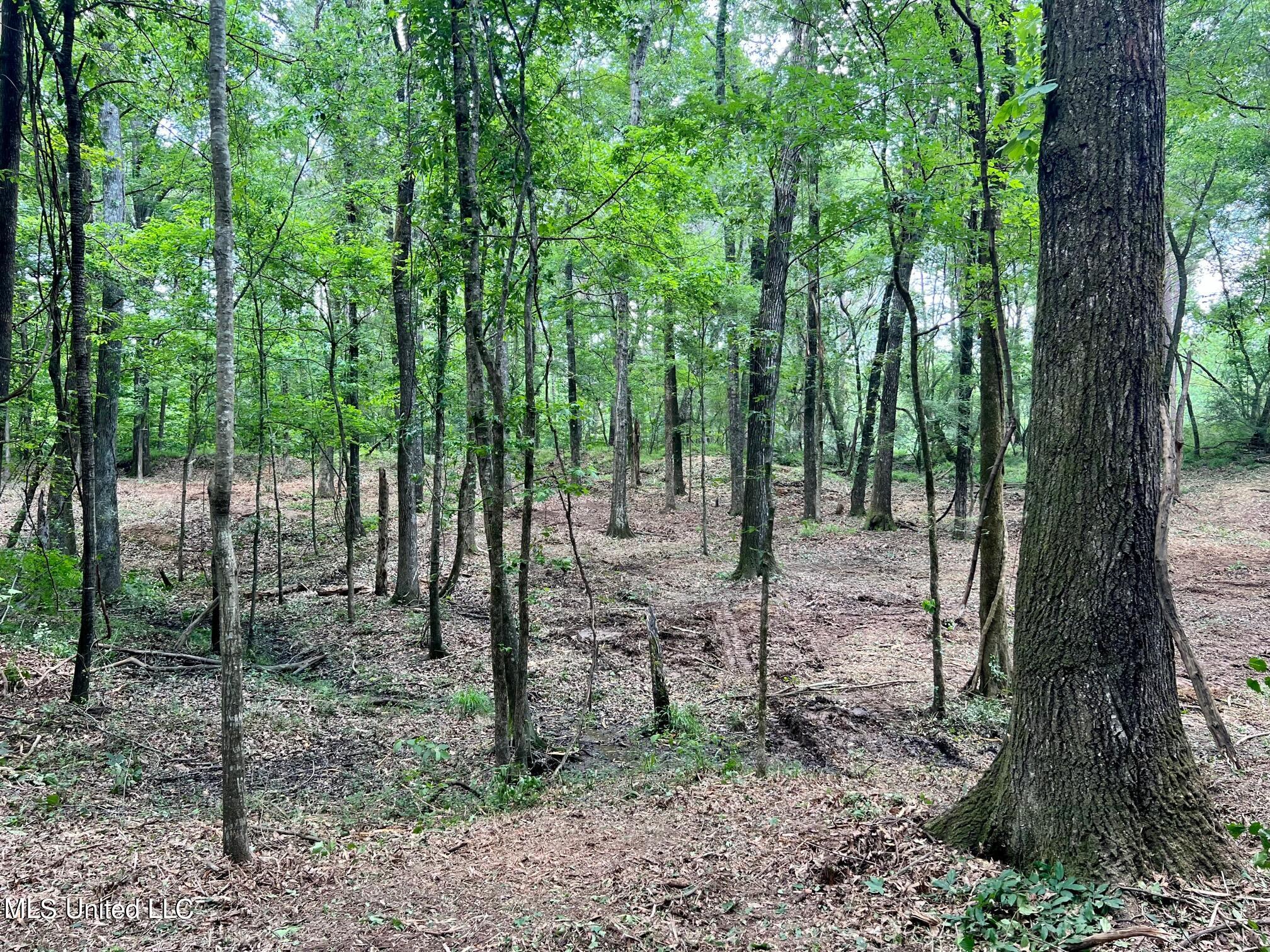 Pearl River Canton, MS 39046 - Photo 10 of 16 north2