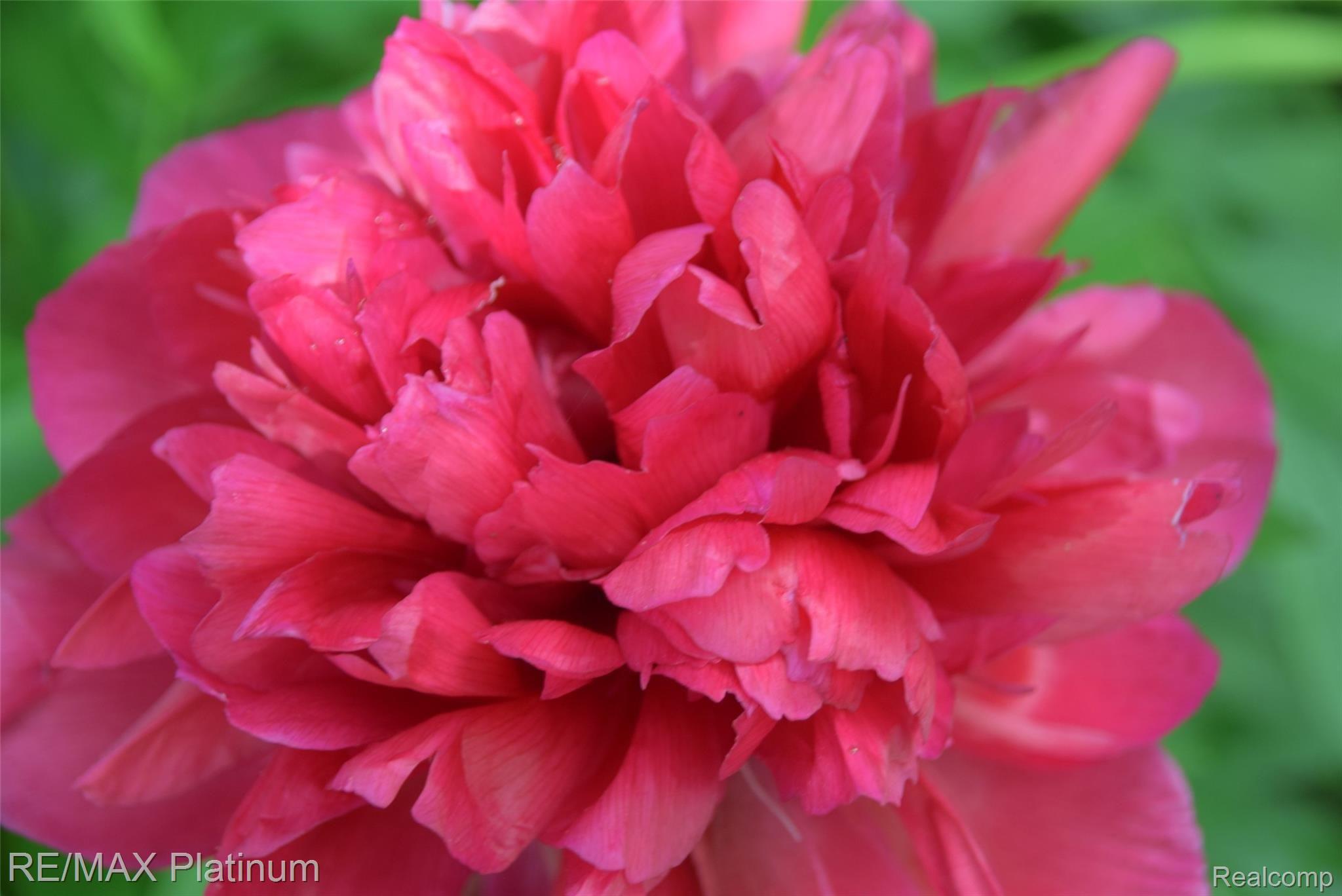 9450 Bennett Lake Road Fenton, MI 48430 - Photo 21 of 24 1flowers.jpg