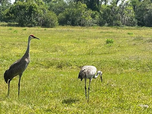 $3,785,500 | 3650 Lake Tohopekaliga Road, St. Cloud, FL 34772