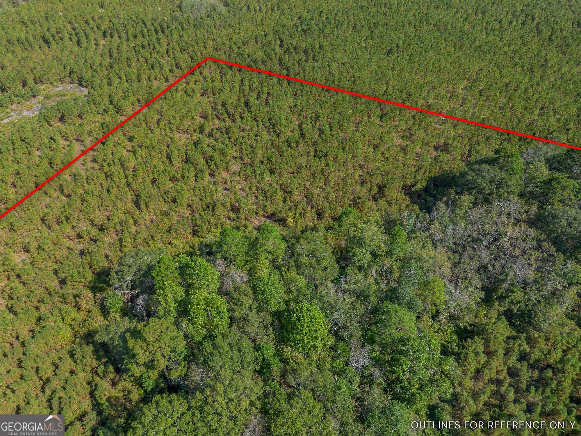 0 Kinnett Road Milan, GA 31544 - Photo 6 of 8 a picture of a tree with a plant