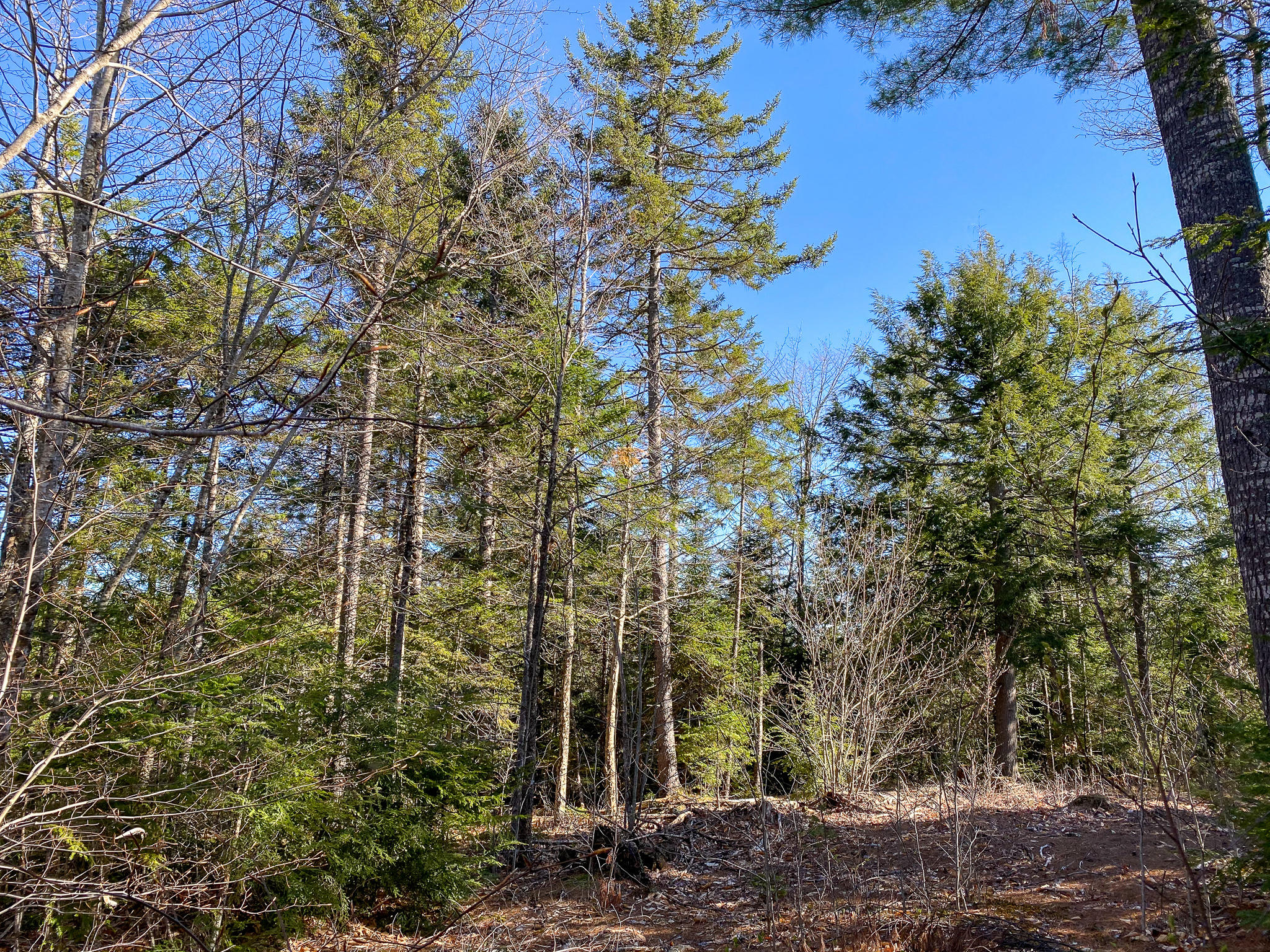 1510 Otis Road Ellsworth, ME 04605 - Photo 17 of 20 IMG_3163
