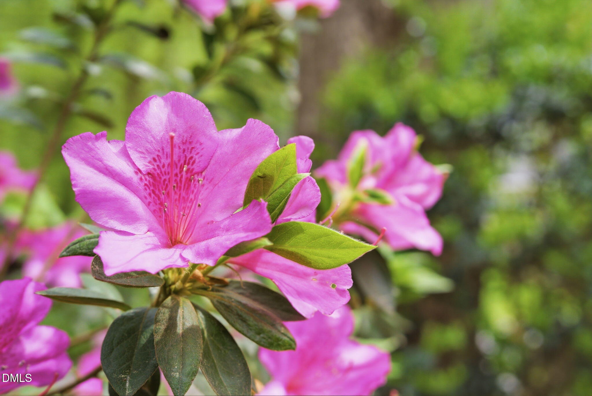 3910 Plymouth Road Durham, NC 27707 - Photo 5 of 100 Beautiful Landscaping