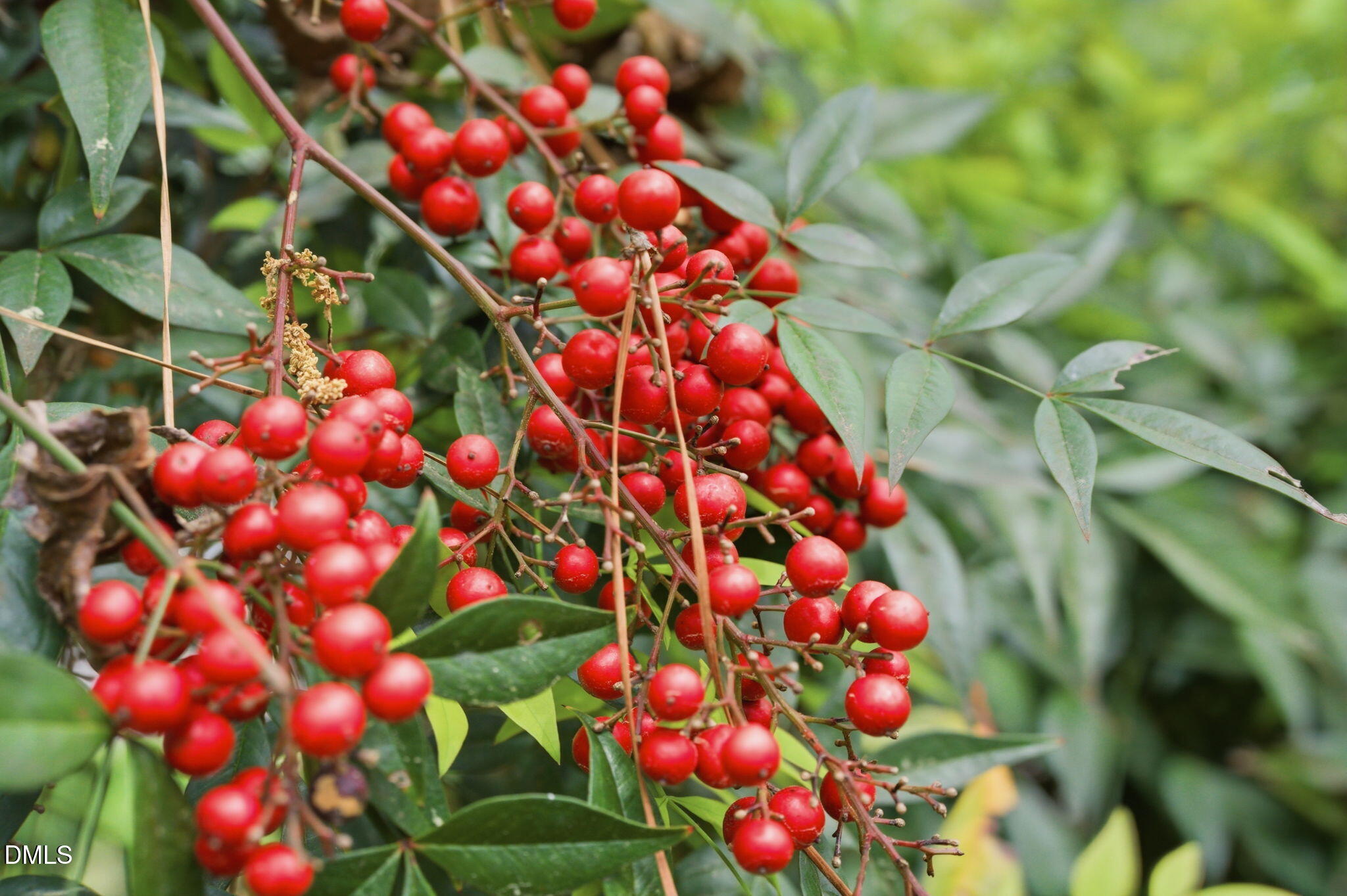 3910 Plymouth Road Durham, NC 27707 - Photo 6 of 100 Beautiful Landscaping