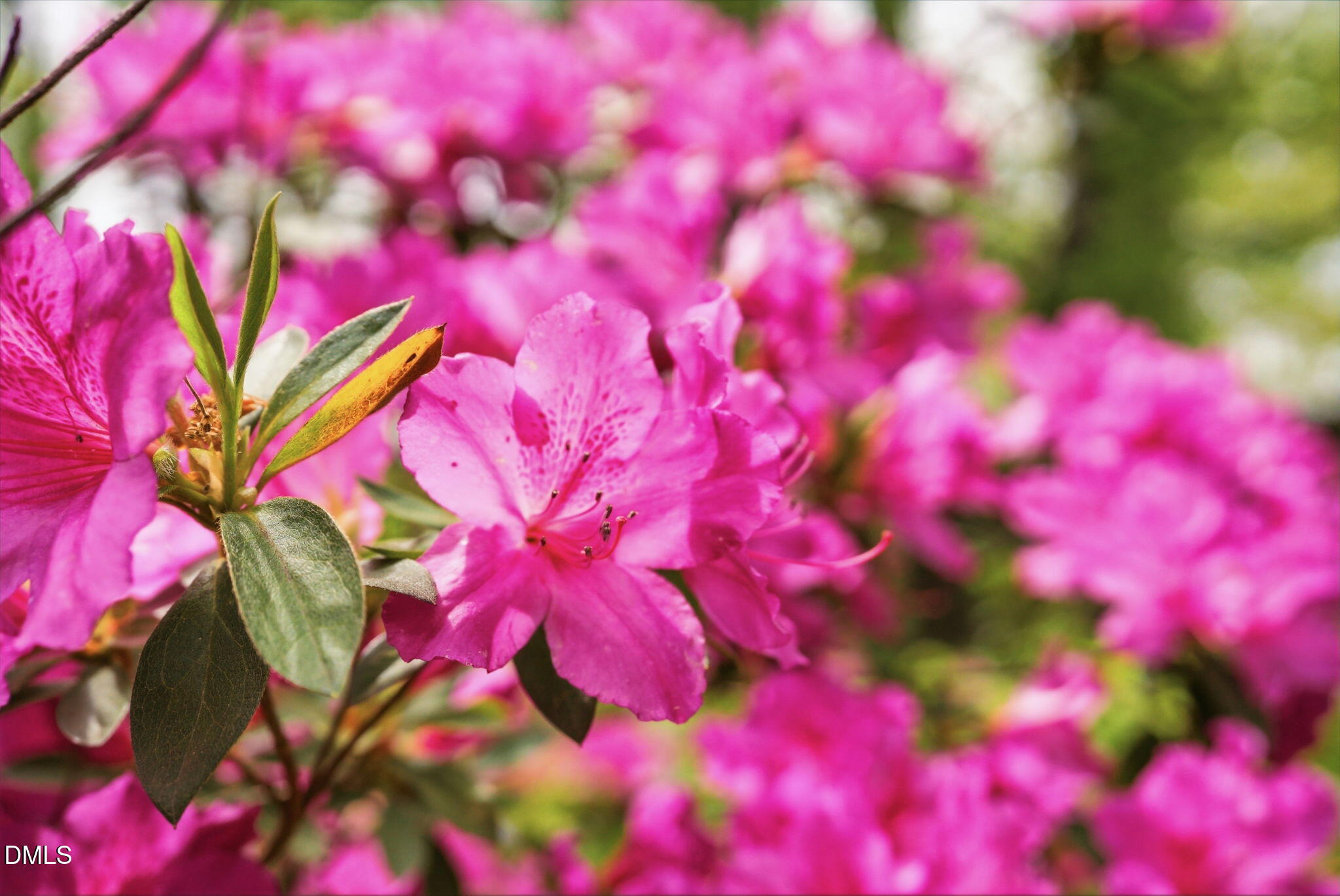3910 Plymouth Road Durham, NC 27707 - Photo 86 of 100 Beautiful Landscaping