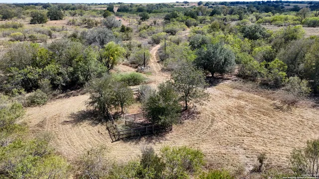 a view of a forest with a tree