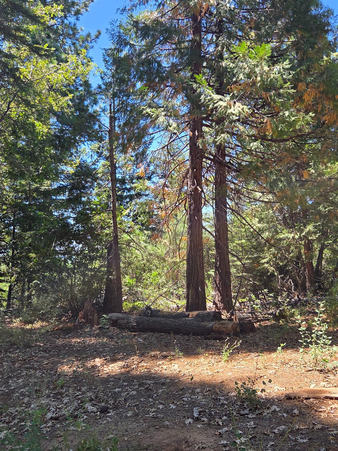 23133 Back Bone Road Nevada City, CA 95959 - Photo 31 of 33 Gallery Image 31