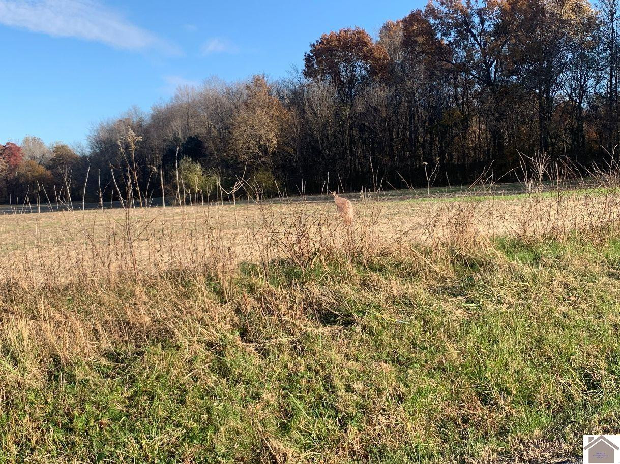0 Gholson Road West Paducah, KY 42086 - Photo 2 of 6 000 Gholson Road