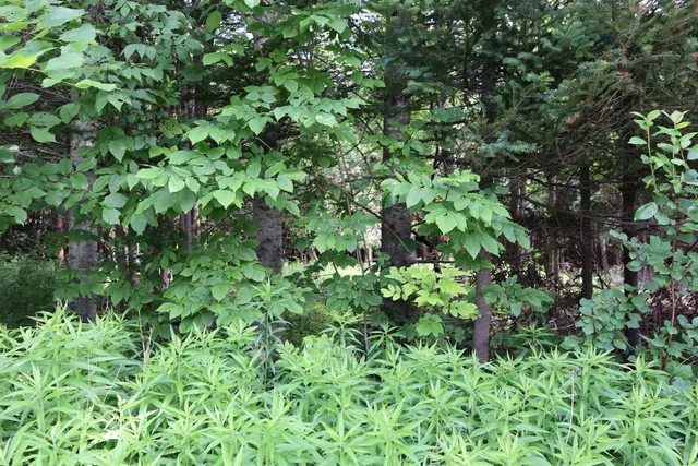 $95,000 | 0 Richardson Road, Barre, VT 05641