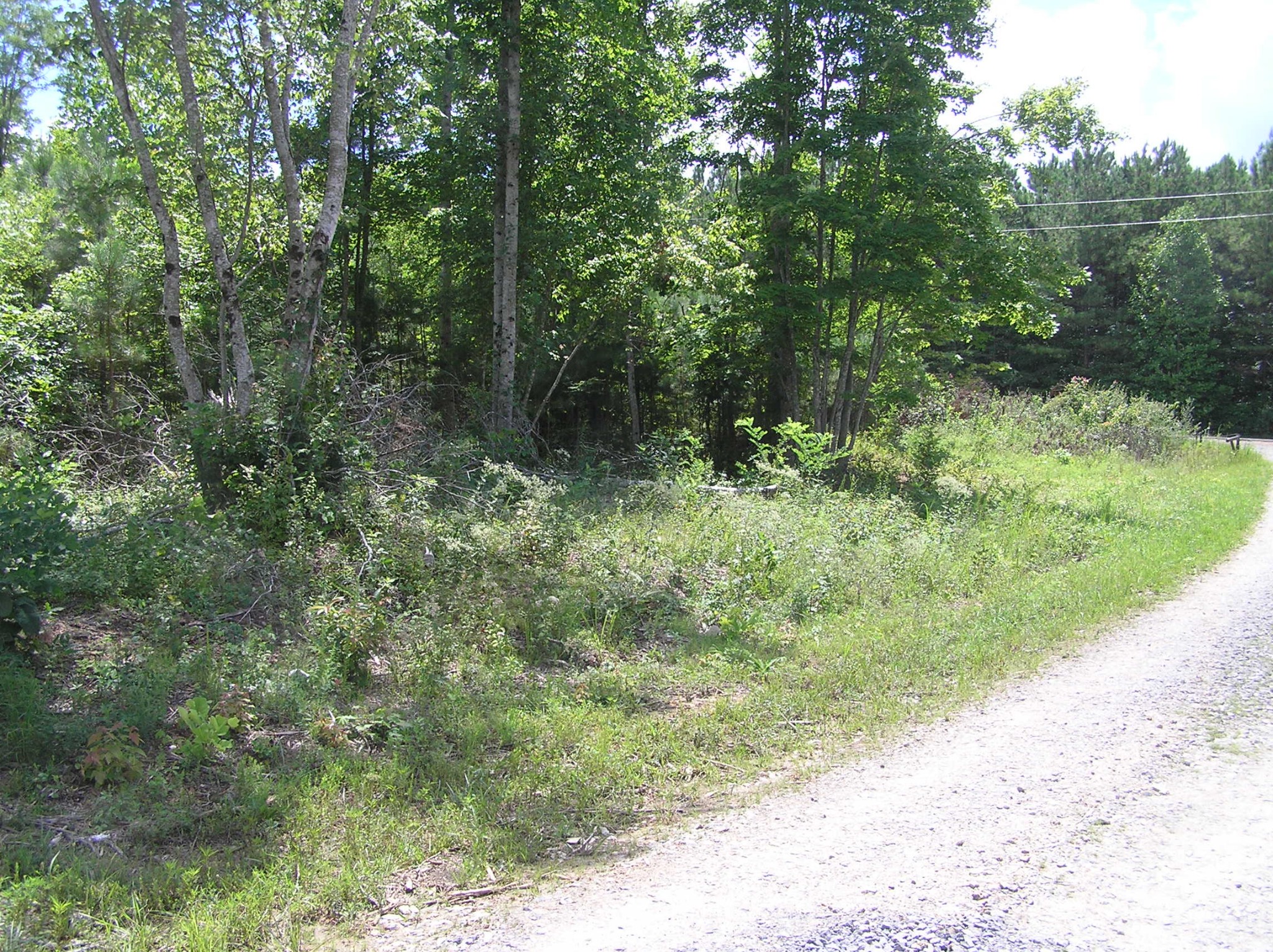 8766 Fredonia Road Dunlap, TN 37327 - Photo 11 of 41 a view of a forest with trees in the background